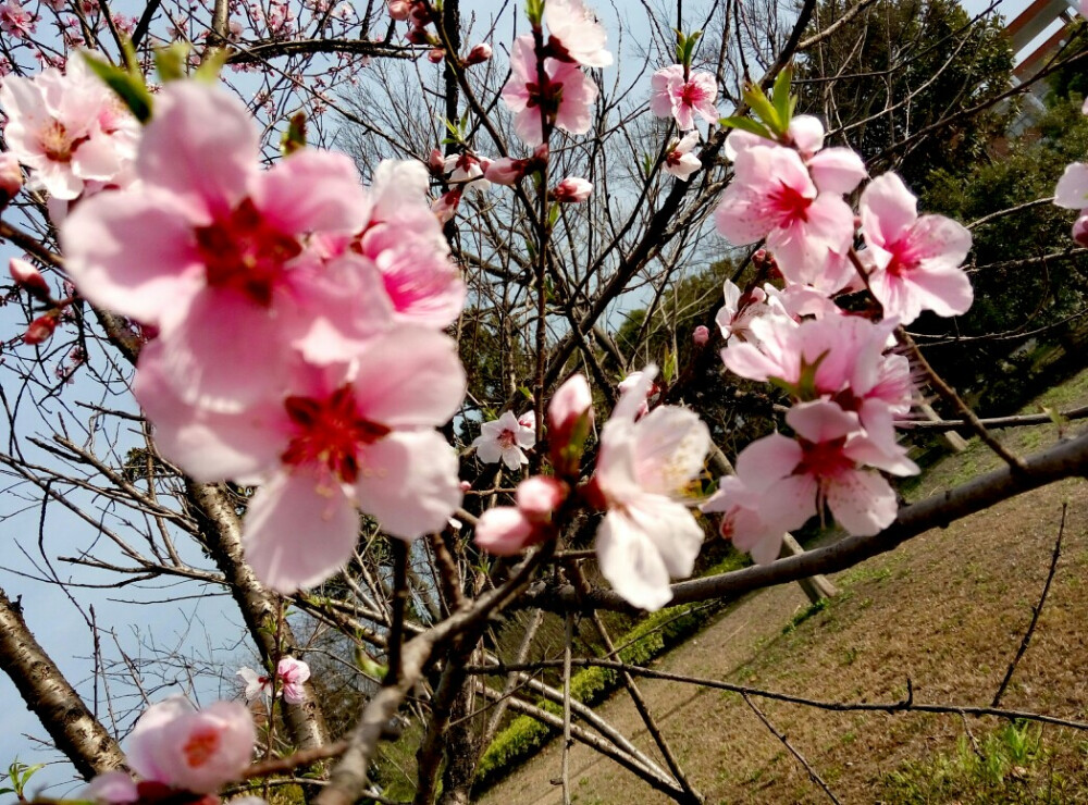 牧院桃花～