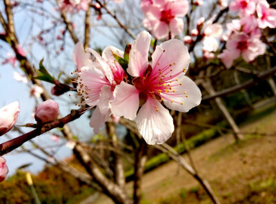 牧院桃花