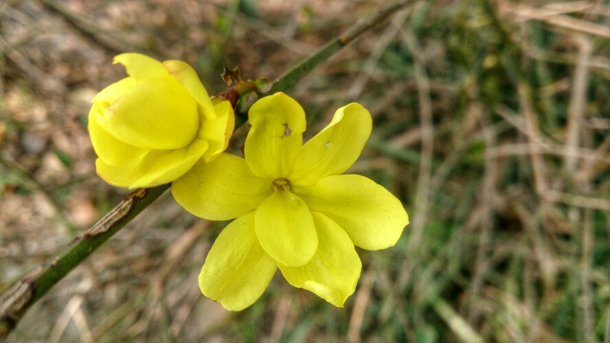 小黄花 