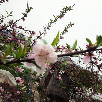 春天嘛...花开的季节是不错 可惜的是 学校里的樱花开的并不是很好 也想是心情不好的原因 有或者是天气还不够温暖 瓣不是它原应有的嫣红 说是不够茂盛 但真的还是会被它的密得乱眼 桃花 也只能够被雨水击打 庆幸的是 …