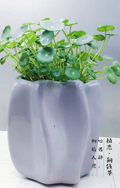 ｛植恋园艺生活馆·铜钱草｝