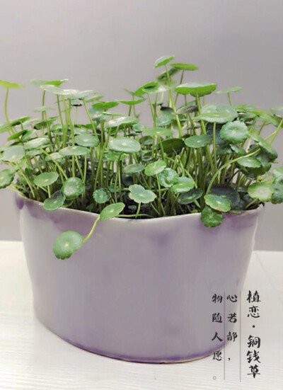 ｛植恋园艺生活馆·铜钱草｝