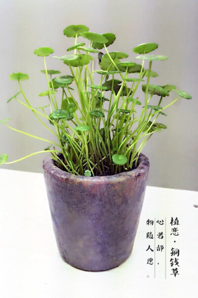 ｛植恋园艺生活馆·铜钱草｝