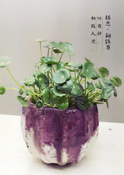 ｛植恋园艺生活馆·铜钱草｝