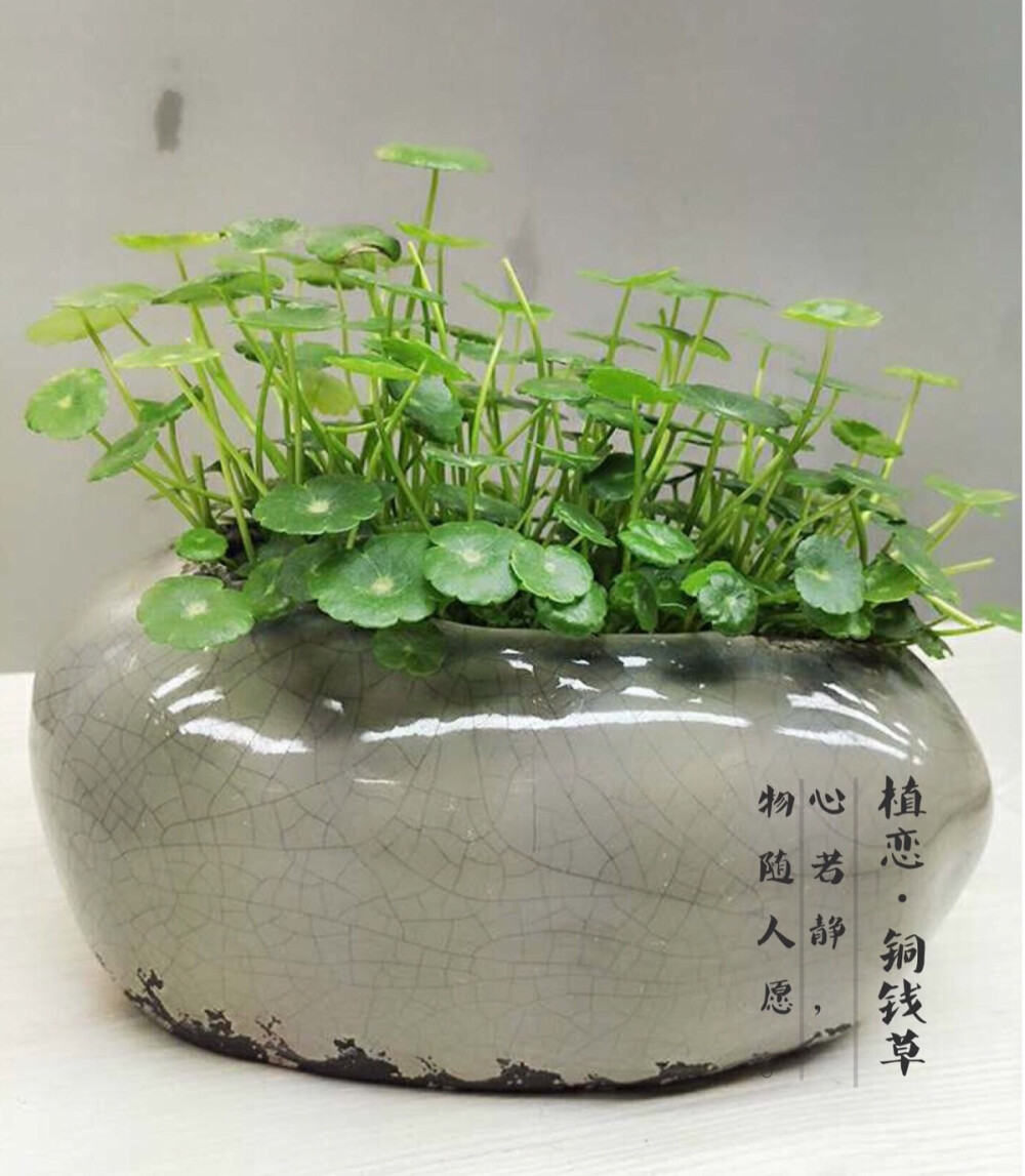 ｛植恋园艺生活馆·铜钱草｝