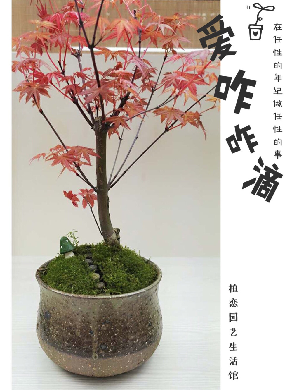 ｛植恋园艺生活馆·日本红枫｝