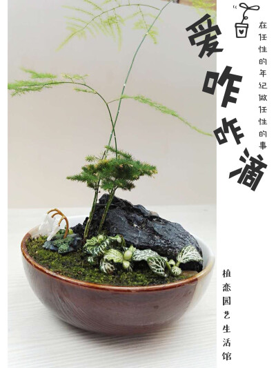 ｛植恋园艺生活馆·文竹｝