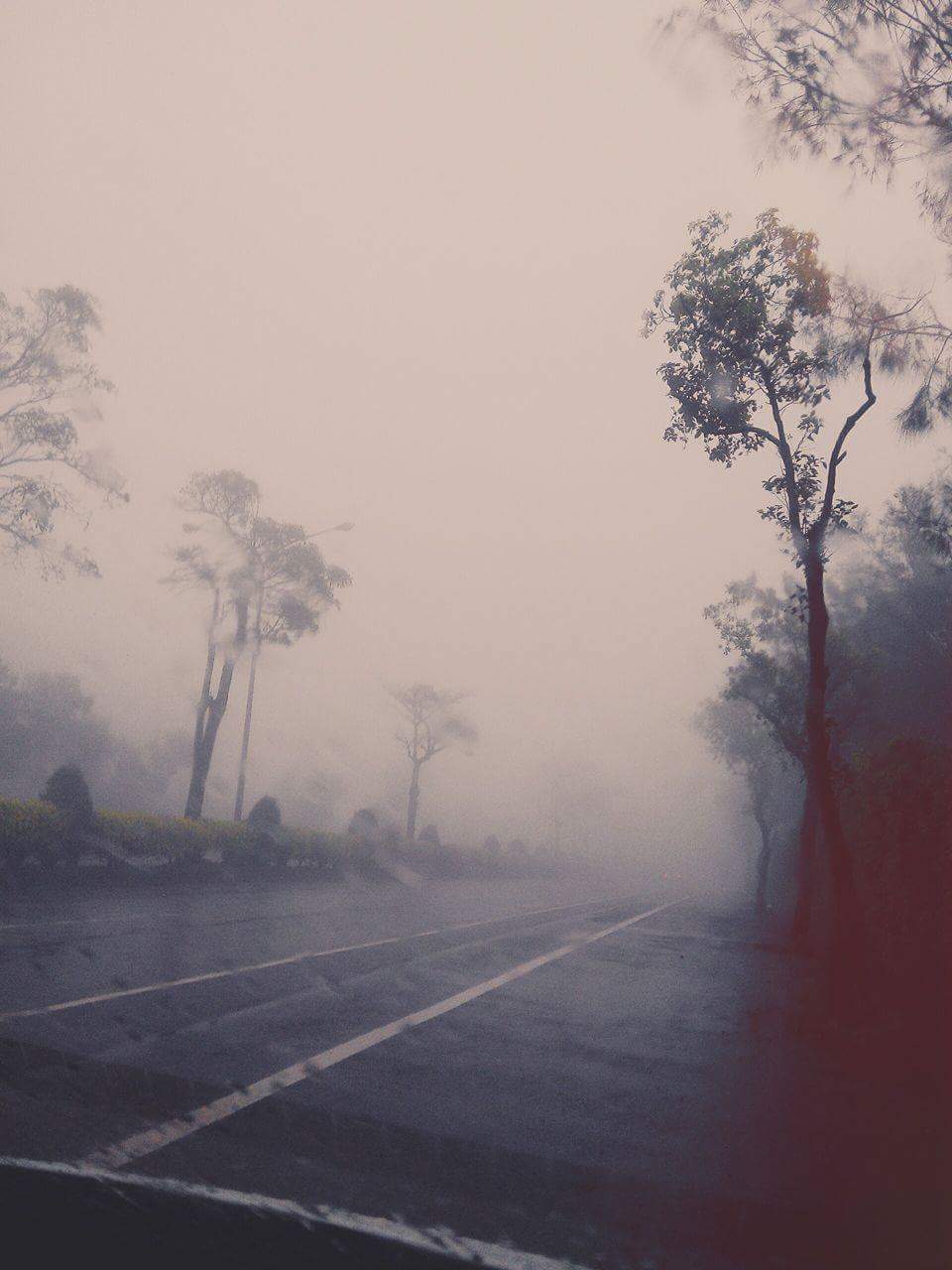 迷雾。下雨。雨天。街道。树。唯美。路。