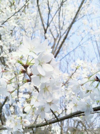 櫻花，初戀