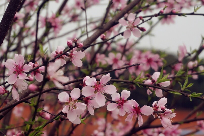 桃之夭夭，灼灼其华，桃花