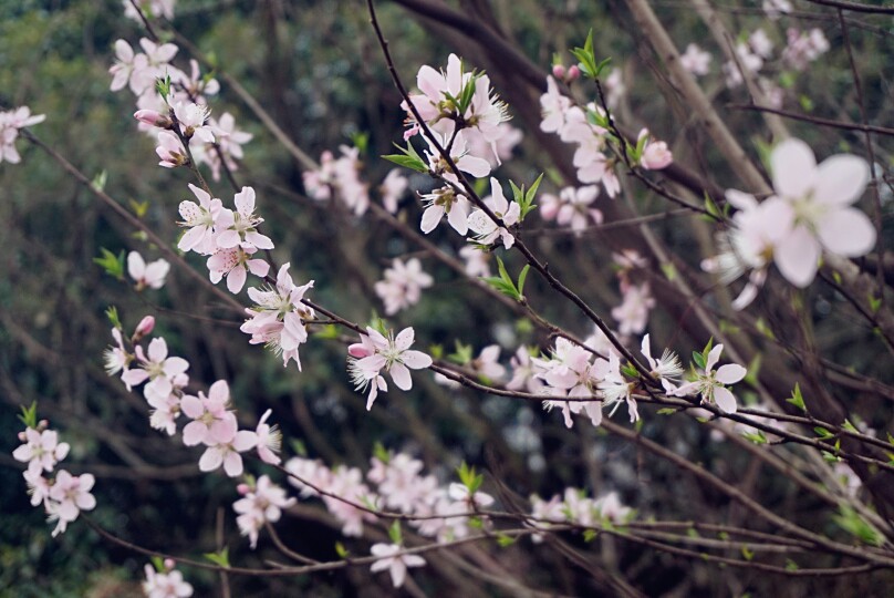 桃之夭夭，灼灼其华，桃花