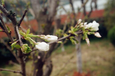 茶花吗？？？