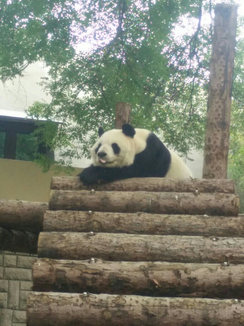 北京动物园，萌萌哒大熊猫