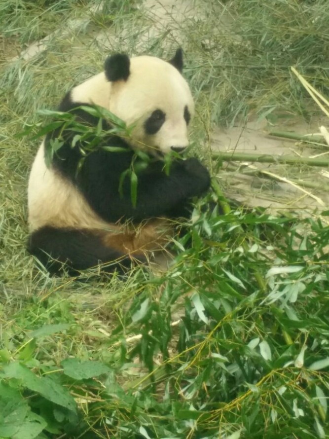 北京动物园，萌萌哒大熊猫