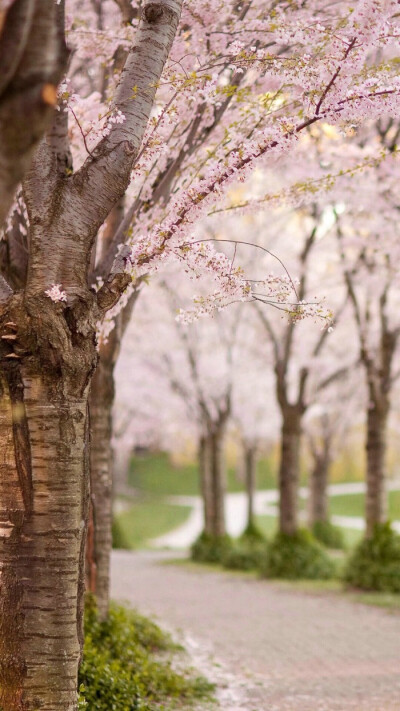 {pink}.粉色。❀无水印高清手机壁纸 