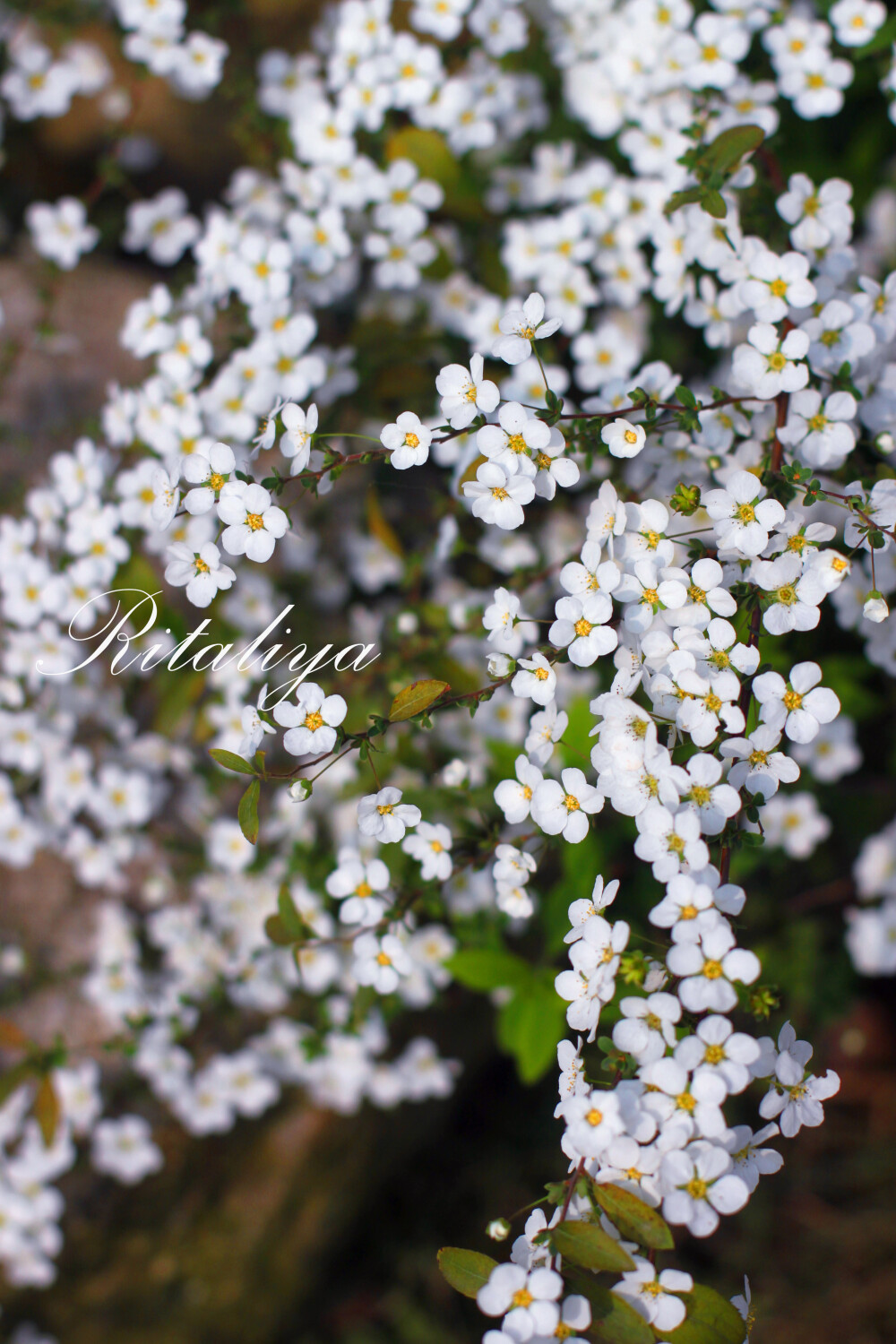 {.喷雪花.}今年种在了院子里，生命力顽强，耐寒耐阴耐贫瘠，花量大，不过似乎特别爱招惹蚜虫，春天得注意喷药\\\\\Ritaliya的植物小铺https://shop110634634.taobao.com/?spm=2013.1.1000126.d21.JN1rs3