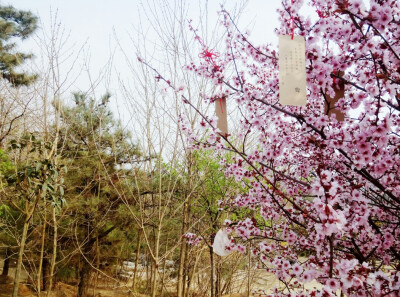 山上桃花始盛开