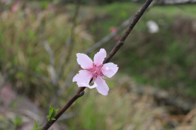 桃花运