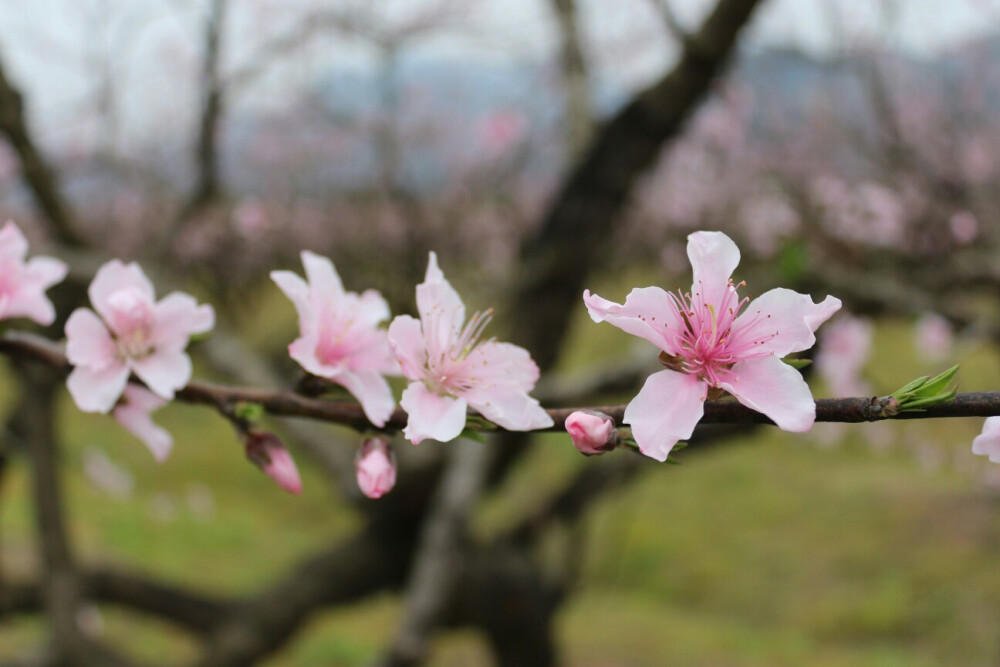 桃花运