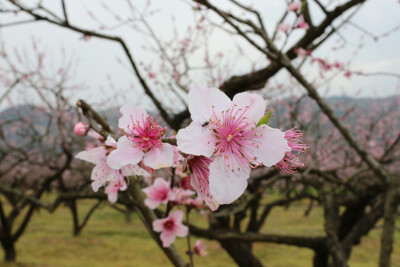 桃花运