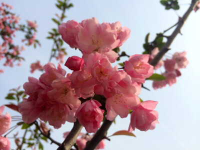 垂丝海棠