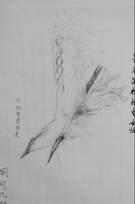 好好一只鸟