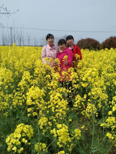 遍地都是油菜花