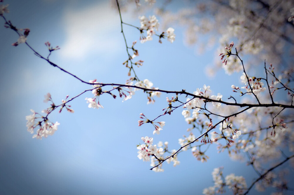 又到一季樱花时