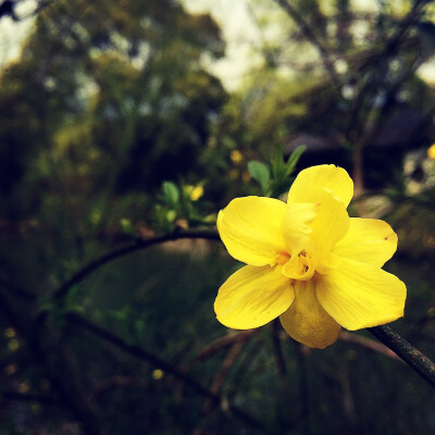 花儿朵朵开