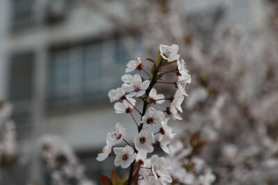 南师大校园一角