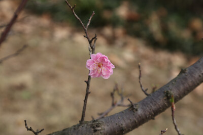 一眼望去好像到处都是樱花，扑捉到最后一朵梅花