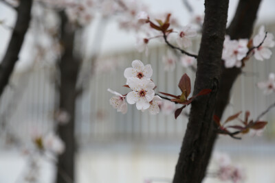 每个校园里好像都有樱花