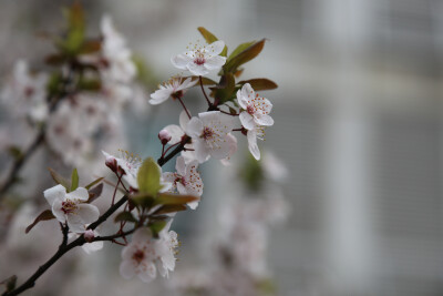 每个校园好像都有樱花