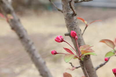 含苞待放的垂丝海棠
