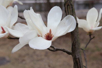 学校里有红的，淡黄的，白的玉兰，还是白的坠美