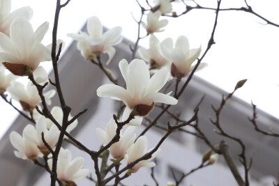 像不像一盏盏灯。。。