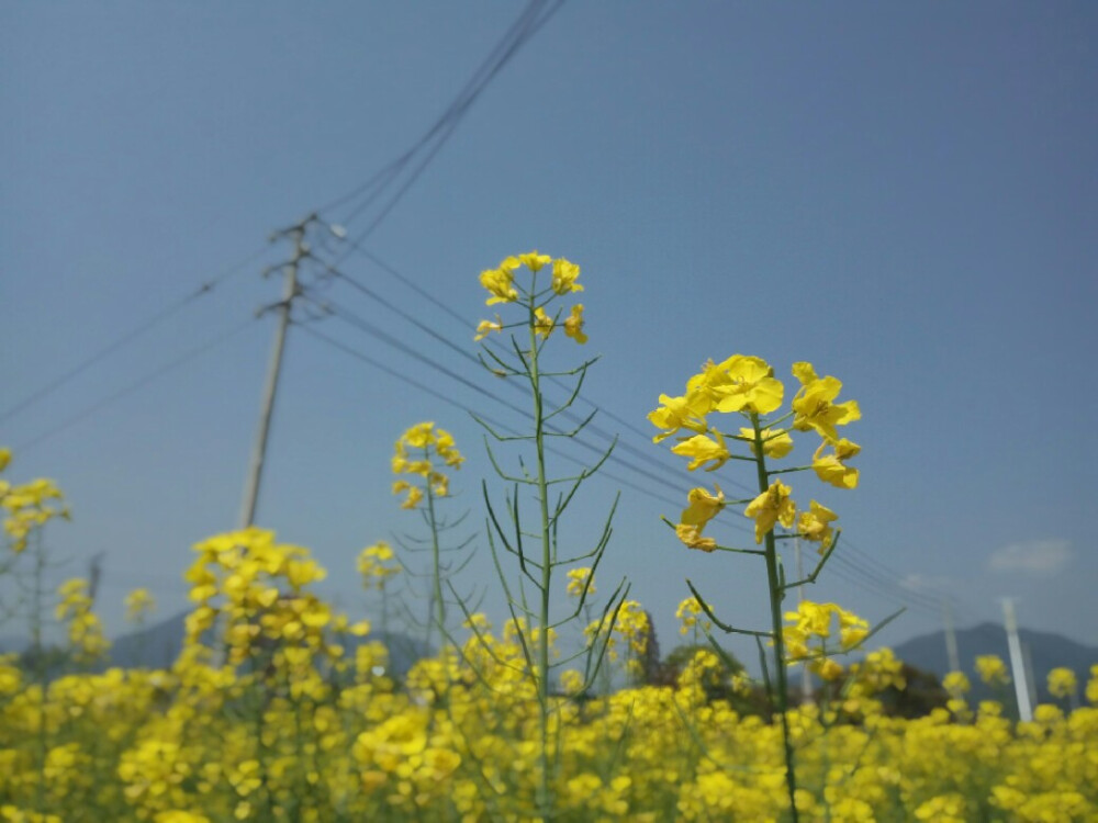 家乡的油菜花