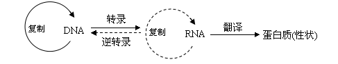 DNA复制