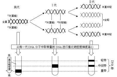 DNA抽取