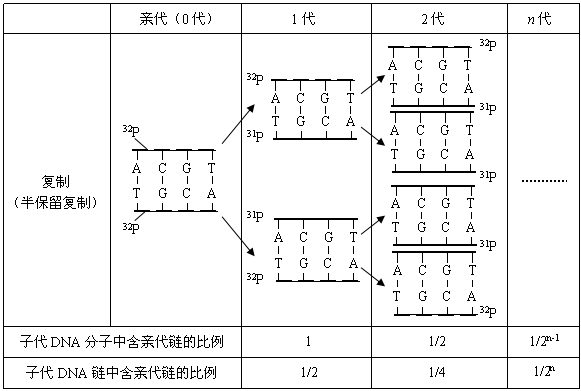 DNA半保留复制