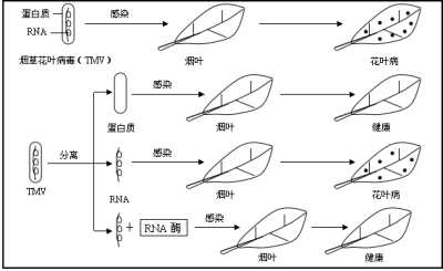 烟草花叶病毒