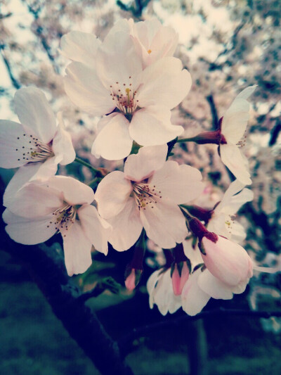 花朵