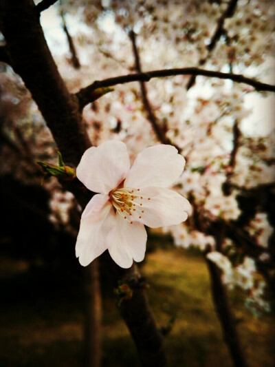 花朵