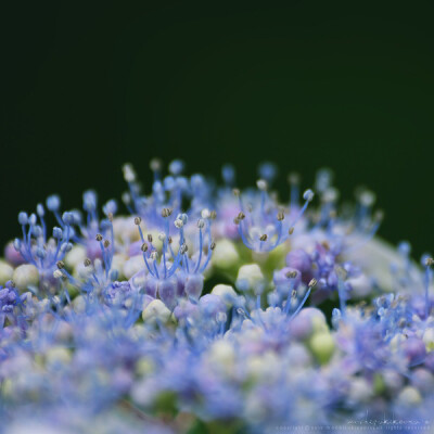 紫阳花