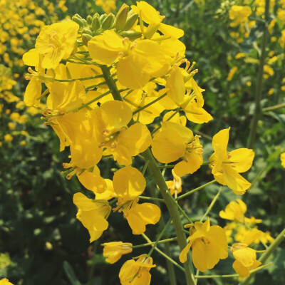 油菜花