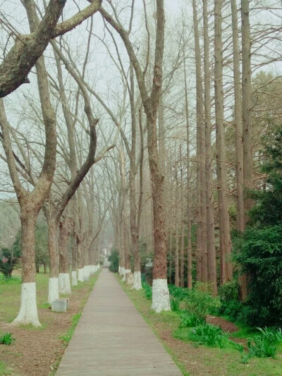 风景 中山植物园 南京