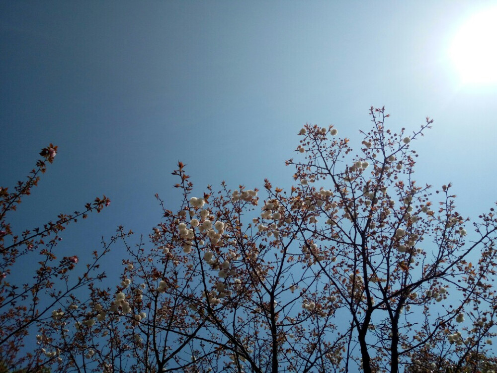 白色的樱花总是垂着头，正好可以让我在对着阳光的同时拍下它们的正脸～