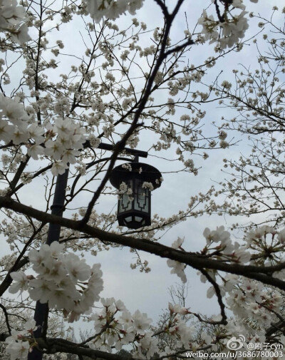  杭州 太子湾公园 春暖花开