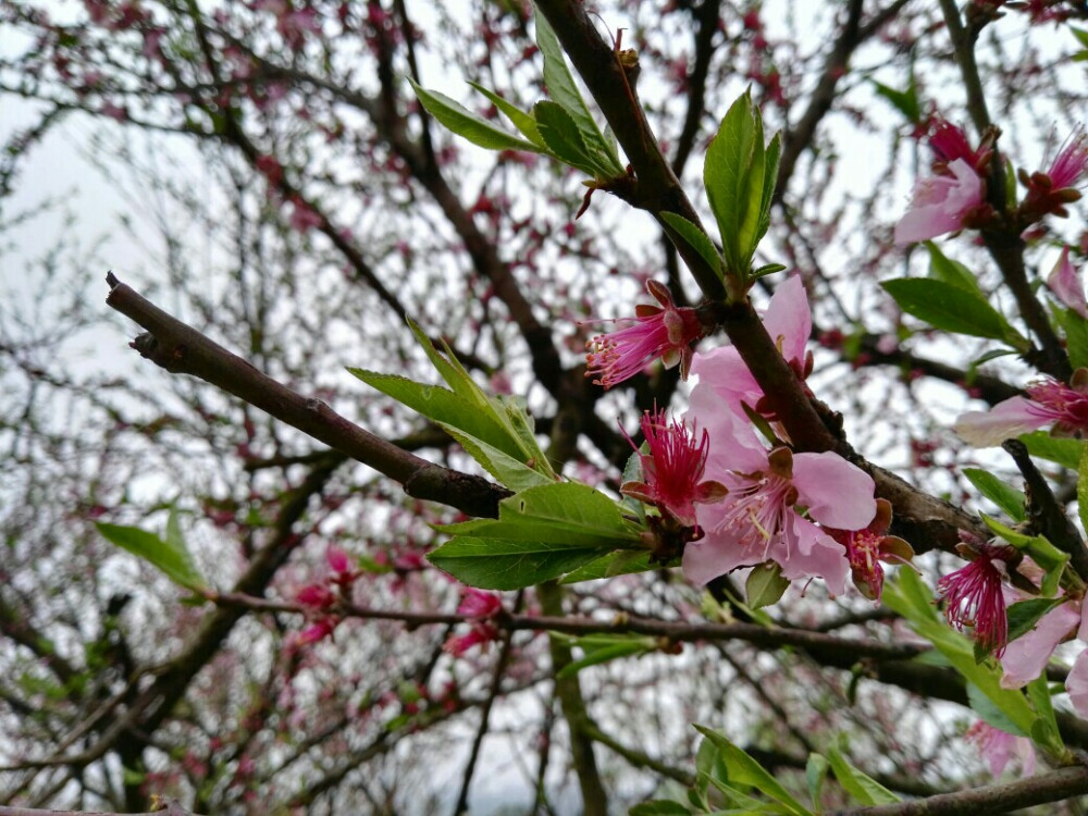 桃花