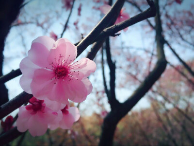 桃花依旧笑春风